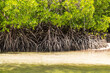 Mangroves with white sand
