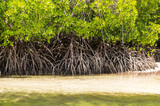 Fototapeta Sawanna - Mangroves with white sand