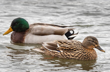Closeup Shot Of A Mallard And A Duck Swimming In A Lake