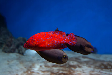 Coral hind grouper (Cephalopholis miniata)  in the aquarium.