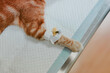 © Alberto Ortega/ADDICTIVE STOCK - High angle of feline animal with piece of drop counter on paw lying on vet table in hospital