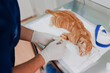 © Alberto Ortega/ADDICTIVE STOCK - From above of crop anonymous veterinarian in sterile gloves putting drop counter piece on paw of animal patient in hospital