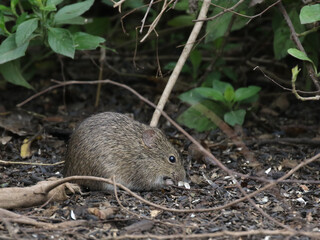 Wall Mural - Hispid Cotton Rat in South Texas