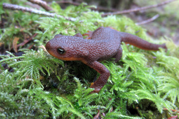 Wall Mural - Rough-skinned Newt up Close