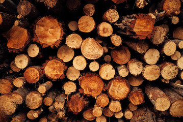 Pile of cut tree trunks and branches arranged together in forest as abstract background