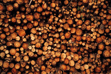 Pile Of Cut Tree Trunks And Branches Arranged Together In Forest As Abstract Background