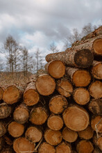 Full Frame Background With Pile Of Wooden Logs Of Different Sizes Stored For Fuel In Countryside