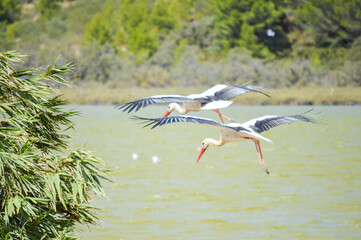 Group of storks flying together in the sky