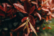 © Joy Zamora/ADDICTIVE STOCK - Shiny golden wedding rings hanging on stem of plant with red leaves in garden