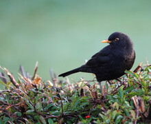 Closeup Shot Of A Black True Thrush Bird Perched On A Bush