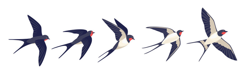 flying swallows. bird in flight isolated on a white background. vector illustration in a flat style.