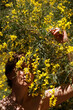 © Marianna Jaszczuk/ADDICTIVE STOCK - Calm adult naked female with closed eyes resting in garden near blooming tree with yellow flowers on sunny day