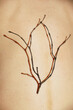 © Marianna Jaszczuk/ADDICTIVE STOCK - From above of thin dry tree twig placed on body of crop unrecognizable person on sunny day