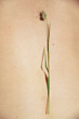 © Marianna Jaszczuk/ADDICTIVE STOCK - From above of tender bright green flower on body of crop anonymous tanned person in sunlight