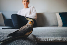 Side View Of Funny Exotic Cockatiel Bird Standing On Sofa And Woman In Background In Modern Apartment