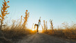 © Miguel Palomo/ADDICTIVE STOCK - Side view of active young lady in trendy outfit dancing in dry fiends against cloudless blue sky in countryside