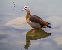 Egyptian Goose Standing On Stone In Transparent Water In Lake