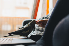 Side View Of Crop Unrecognizable Female Owner In Casual Clothes Feeding Cute Weiro Bird With Sunflower Seeds While Resting On Comfortable Couch With Laptop