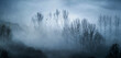 © Pol Sole/ADDICTIVE STOCK - Mystical landscape of leafless trees growing in forest against gray foggy sky in evening