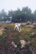 © Ruben Soto/ADDICTIVE STOCK - White dog with wooden stick walking along path in gloomy woods with tall trees on foggy day
