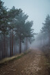 © Ruben Soto/ADDICTIVE STOCK - Picturesque scenery of woods with sandy pathway surrounded by coniferous trees on gloomy day