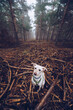 © Ruben Soto/ADDICTIVE STOCK - White dog with wooden stick walking along path in gloomy woods with tall trees on foggy day
