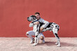 © Sergio Victor Vega/ADDICTIVE STOCK - Young bearded guy in stylish outfit sitting on haunches and stroking obedient Harlequin Great Dane dog against red wall on street