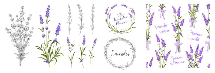 Set of differents lavender elements on white background.