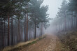 © Ruben Soto/ADDICTIVE STOCK - Picturesque scenery of woods with sandy pathway surrounded by coniferous trees on gloomy day
