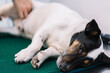 © Xavier Lorenzo/ADDICTIVE STOCK - Adorable sleepy Jack Russell Terrier dog under anesthesia lying on table in vet clinic during operation