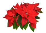 Fototapeta Kwiaty - Red christmas poinsettia flowers isolated on white background. Beautiful composition for advertising and packaging design in the business. Flat lay, top view