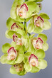 A branch of green cymbidium orchids close up.