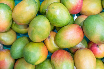 Wall Mural - ripe mangoes close-up on store shelves. tropical fruits