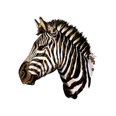 Wall Mural - zebra head portrait from a splash of watercolor, colored drawing, realistic. vector illustration of 