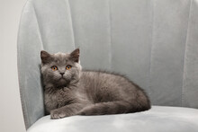 The Gray Kitten With Smart Look Sitting On The Gray Chair