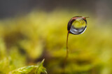 Fototapeta Zwierzęta - Macro shot of dewdrops on the blade of grass
