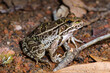 Southern Leopard Frog (Rana spenocephala)