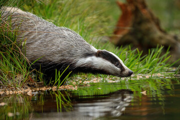 Wall Mural - European badger, Meles meles, drinks at forest lake. Cute animal stands in green grass, water drop falling down its muzzle. Wildlife scene from summer nature. Black and white striped beast.