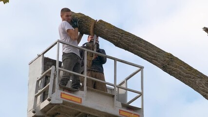 Wall Mural - Two male service workers cutting down big tree branches with chainsaw from high chair lift platform.