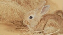 Nosy Wiggler Baby Ginger Bunny Rabbit Amidst Haystack - Portrait Profile Close Up Shot