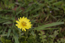 False Dandelion, Wildflower Close-up