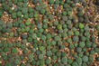 Astrophytum cacti in the breeding pot