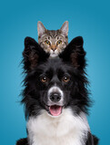 Fototapeta Koty - border collie dog portrait with a hiding cat behind