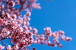 早春の空と桜の花