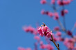 早春の青空と寒緋桜(カンヒザクラ)の花