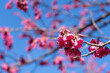 寒緋桜(カンヒザクラ)の花
