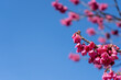 早春の青空と寒緋桜(カンヒザクラ)の花