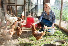 Smiling Girl Farmer Feeding Chicken From Bucket With Seed At Farm
