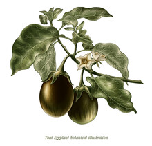 Thai Eggplant Botanical Illustration Vintage Style Clip Art Isolated On White Background