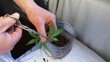 pruning cannabis leaves with scissors in male hands to clone plant shoots over a container of germination substrate, part of the process of making marijuana clones at home